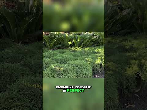 Casuarina 'Cousin It': A Flowing Groundcover for Adding Texture to Gardens