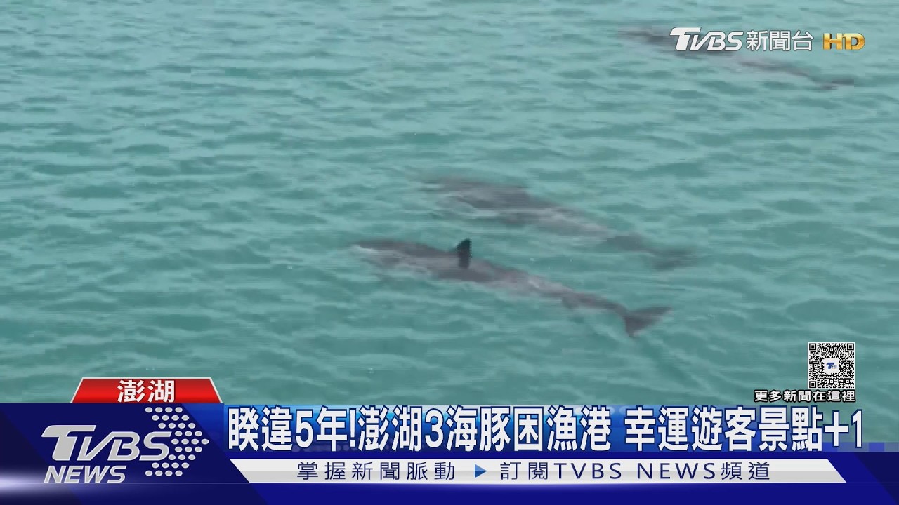 影音/澎湖漁港驚見3海豚受困!睽違5年現蹤 民眾瘋湧觀賞
