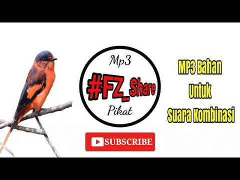 Pestrec karmínový (Pericrocotus miniatus) — správanie a biotop