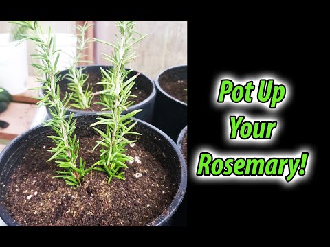 How To Grow Rosemary From Cuttings Two Ways BOTH Easy