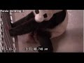 Toronto Zoo Giant Panda Gives Birth