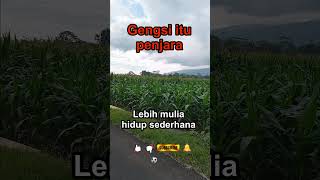 Thumbnail Stoikisme Dalanan