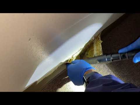 Bedroom Molding Full of Bed Bugs in Neptune, NJ