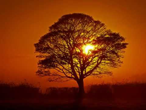 Francis of Assisi - All Creatures of Our God…