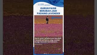 Fenomena Unik Lavender Tumbuh Subur Penuhi Gurun Pasir di Arab Saudi, Jadi Destinasi Favorit