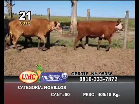 Lote 50 Novillos en Col. Sta Rosa, Corrientes