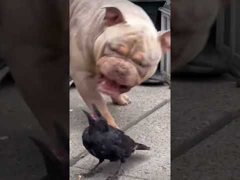 #funny #dogs #pet #dogshorts#doglife#interesting #cute