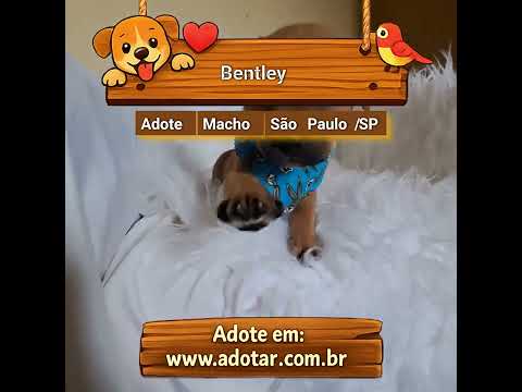 Vídeo de Bentley