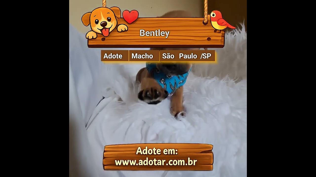 Cachorro raça SRD-ViraLata idade 2 a 6 meses nome Bentley