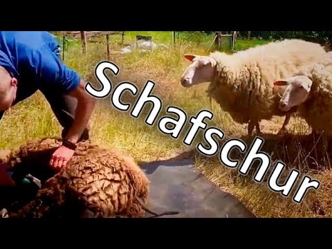 , title : 'Wie schere ich meine Schafe? 🐑 Schafschur 🐏 Schafhaltung'