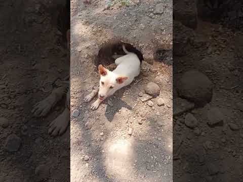 Dog sleeping comedy video#shorts#jokes#shortsfeed #funny😎😎