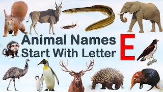 Animal Names Starting with letter E #Spelling #Picture #vocabulary #animals #explore #animalslover
