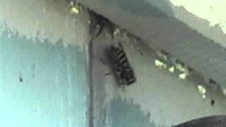 preview picture of video 'Yellow Jacket Trap - Watch the little guy hang on for dear life!'