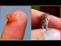 Amazing MINIATURE Creations That Are At Another Level ▶3