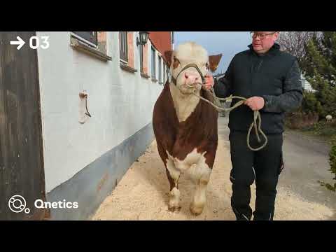 Fleischrindertage Katalognummer 03