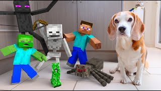 Animations in REAL LIFE vs PUPPY : Minecraft Zombies!!!