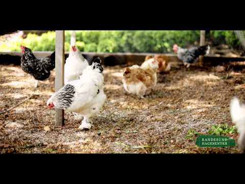 Randesund Hagesenter