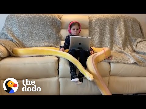 The 7-Year-Old Girl Who Plays With a Huge Python Everyday