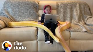 Little Girl Has Tea Parties With Her 16-Foot Python | The Dodo by The Dodo