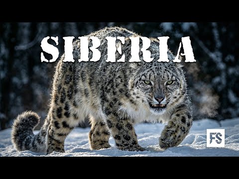 WILD SIBERIA | The Fragile Line Between Survival and Silence | Full Documentary