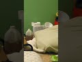 Hide And Seek Between Cream Tabby And White Van Kedisi Cat Catvideos