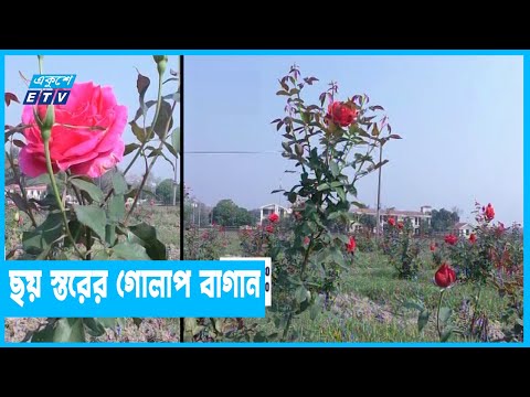 মুজিবনগরে মনোমুগ্ধকর বাগান