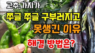 고추.가지가 매끈하지 못하고 쭈글쭈글 구부러지고 못생겨지는 이유 바로 이것 때문 해결 방법은?
