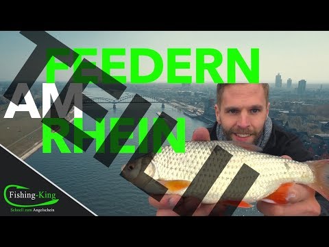 Feederangeln am Rhein auf Rotaugen, Brassen & Barben - so geht‘s! TEIL 2 | Fishing-King.de
