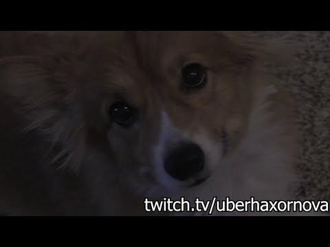 Putty (UberHaxorNova Stream Announcement 2018.09.30) DELETED VIDEO BACKUP