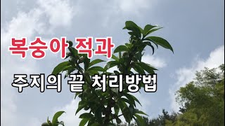 복숭아 적과방법 / 주지 부주지 측지의 끝 처리방법