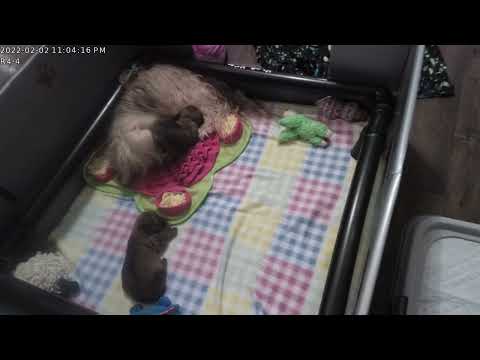 1102pm Spirit With Pups