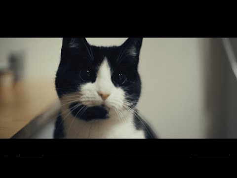 St. Beaufort's Table feat. Egil Bargfeldt (Passarola People) - Horne