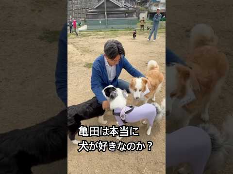 亀田は本当に犬が好きなのか? #尾道 #かめだ年保 #戌年ですから #犬が好き #ボーダーコリーと暮らす #ドッグラン