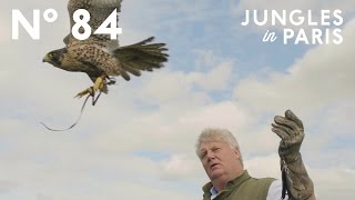 The Art of Falconry: Roaming the Countryside with Trained Birds of Prey (Hampshire, England)