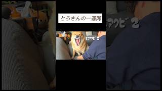 とろさんの一週間#犬　#雑種犬#いぬ#犬のいる生活#犬のいる暮らし#愛犬#癒し#かわいい#可愛い#田舎暮らし