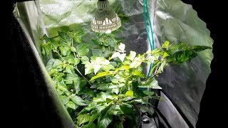 Sansi 35 watt LED pepper plant grow test - 7 week follow-up