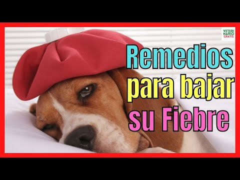 HOW TO LOWER A DOG'S FEVER WITH HOME REMEDIES 🔥 AND MEDICATIONS AT HOME