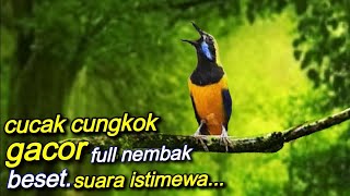 Download lagu CUCAK CUNGKOK GACOR FULL NEMBAK BESET SUARA ISTIME... mp3