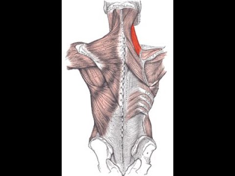 Cervicale orecchio osteocondrosi toracica fa male Benda sulla caviglia prezzo fotografico comune