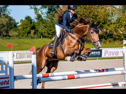 Jument Cheval de Sport Tchèque  A vendre 2014 Alezan par Guidam Sohn