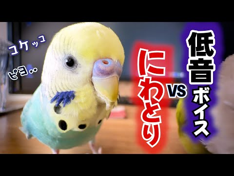 youtube-動物記事1970/01/01 09:00:00