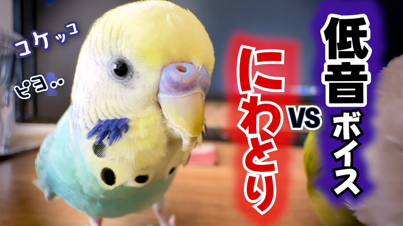 地の底を這うような声でしゃべるインコが突然ニワトリ化！？😂😂
