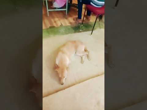 my dog always sleeping🐕🐶