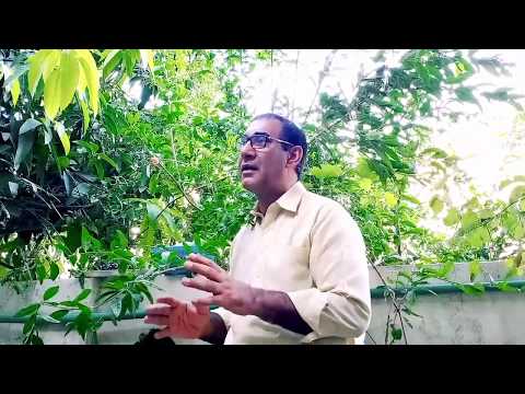 صحن میں کونسے پھلدار پودے لگائیں || ڈاکٹر صغیر احمد صغیر