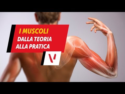 Muscoli, miocita e fibrocellule: dalla teoria alla pratica