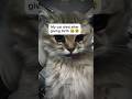 My Cat Died Cat Cats Died Rip Catlover