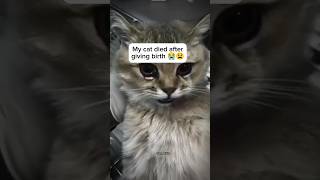 Download lagu My cat died 😭🥀#cat #cats #died #rip #catlover mp3