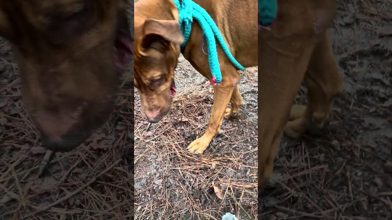 Enlarge COOPER, an adoptable mixed breed in Marietta, GA video 6/6