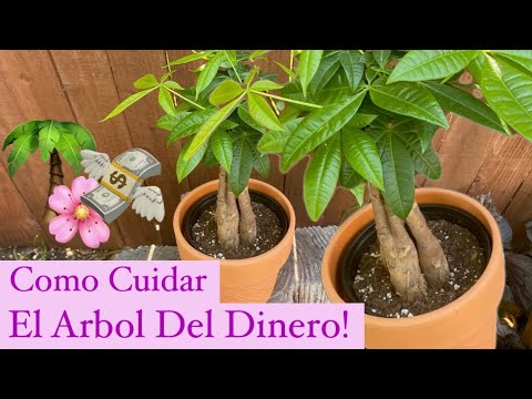 Cómo Cuidar el Árbol Del Dinero | Money Tree | Pachira Acuática | Castaño de la Guayana |