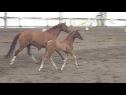 My Sharona TN 2020 Filly by Morricone and Belissimo M / Krack C